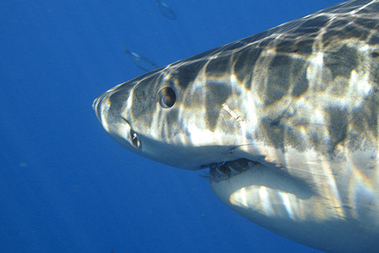great-white-shark-looks-directly-at-camera