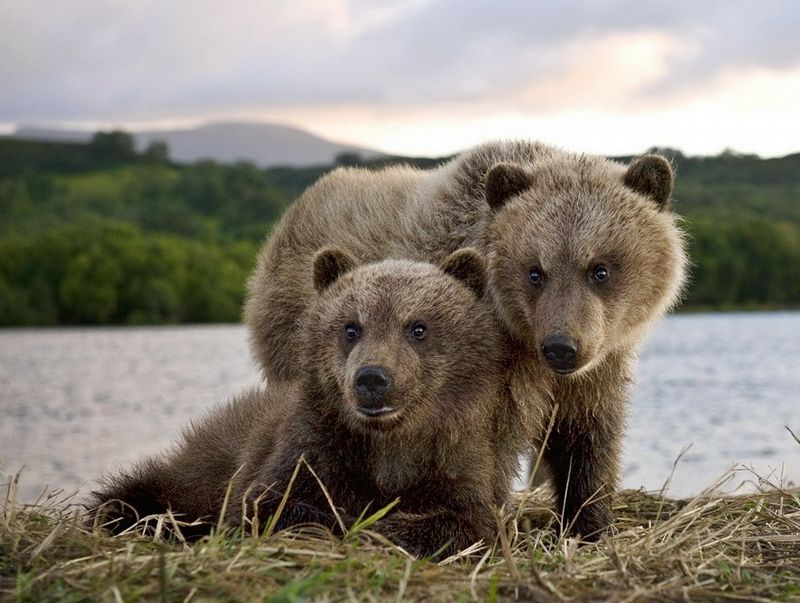 bearsinkamchatka3433