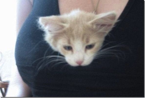 Titty-Kitties-Banned-In-Hollywood-06_thumb[1]