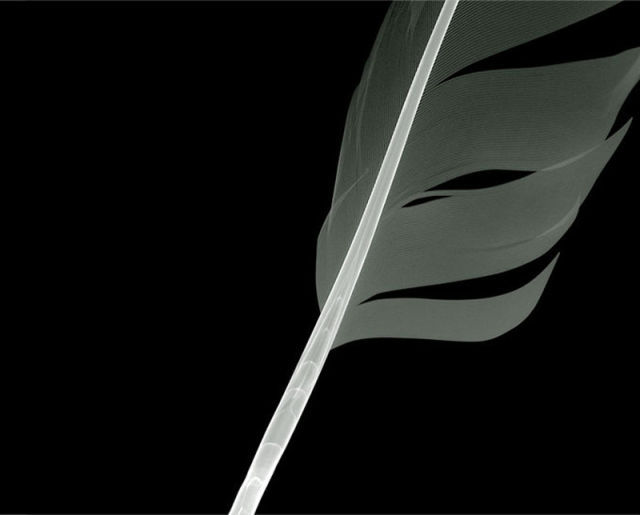 amazing_xray_artwork_640_12