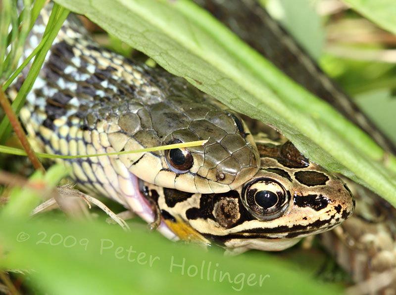 ph_9923GarterSnakeEatingPickerelFrog