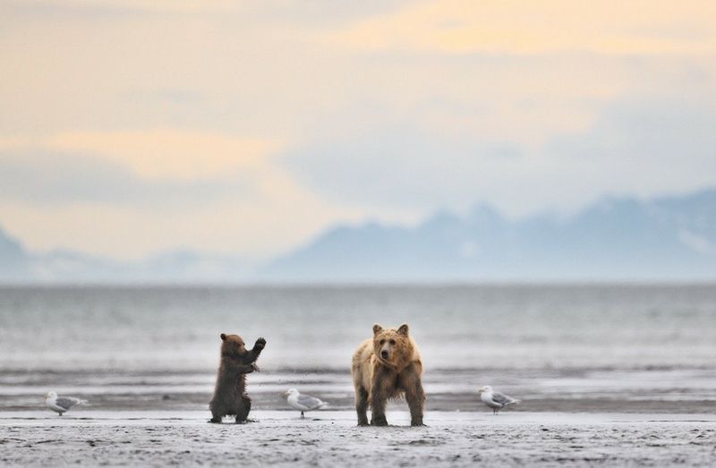 bearsinkamchatka3412