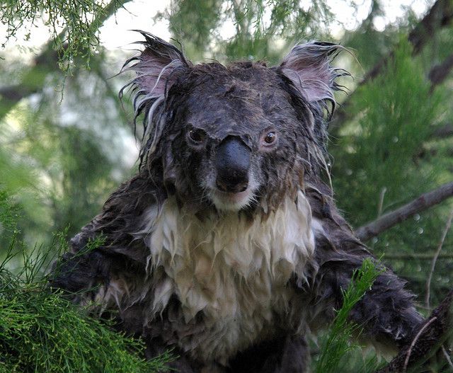 have_you_ever_seen_a_wet_koala_640_02