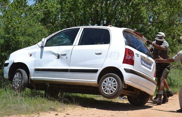 it_seems_that_this_elephant_doesnt_like_cars_640_11