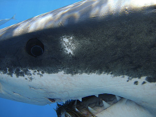 great-white-shark-eyes-and-teeth