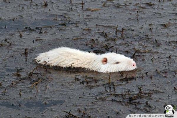 Albino-Animals-Beaver-600x401