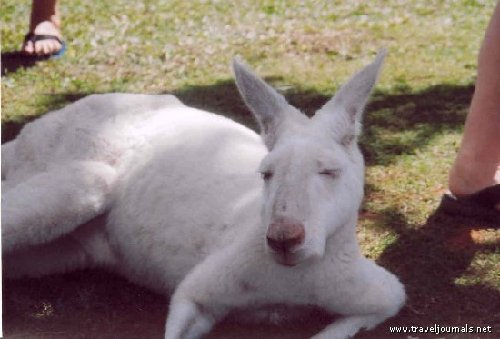 15645-albino-kangaroo-at-the-australia-zoo-beerwa-australia