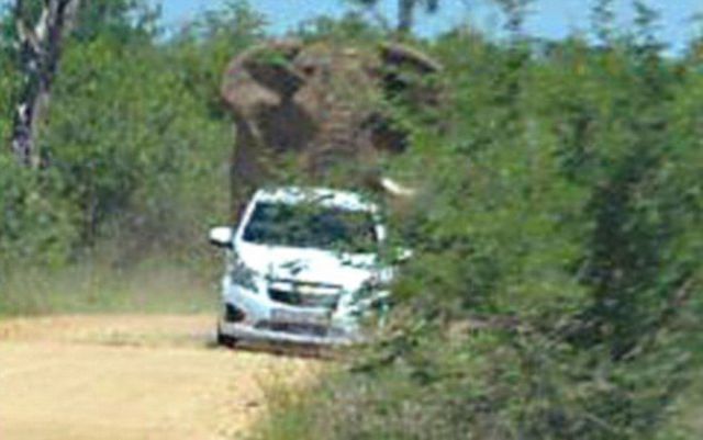 it_seems_that_this_elephant_doesnt_like_cars_640_04
