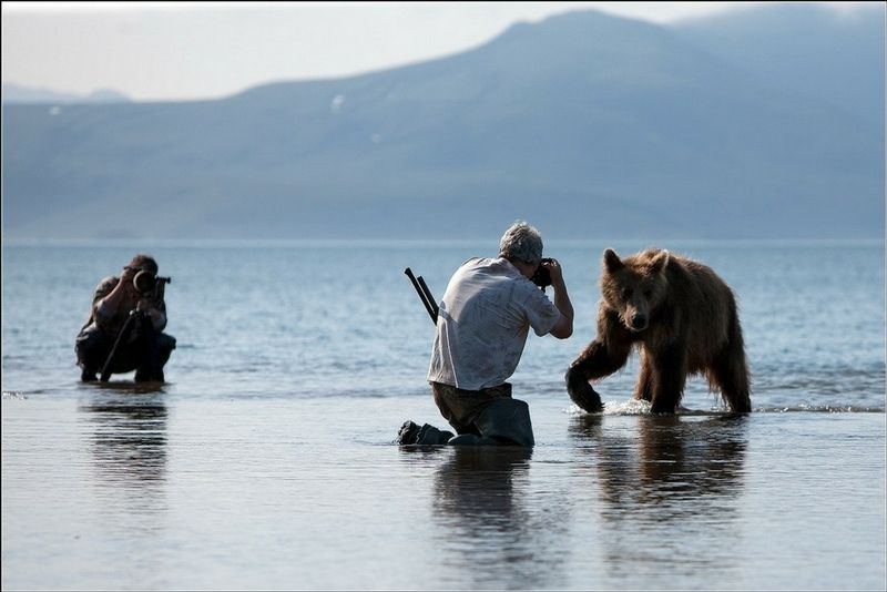bearsinkamchatka349