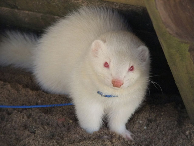 great_pictures_of_albino_animals_640_16
