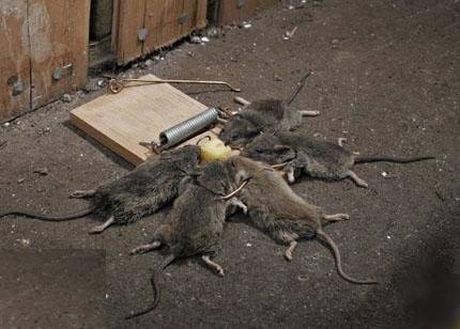 effective_mouse_trap