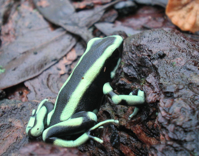 Dendrobates-truncatus_2_Big