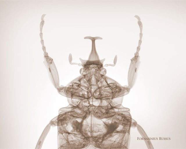 amazing_xray_artwork_640_14