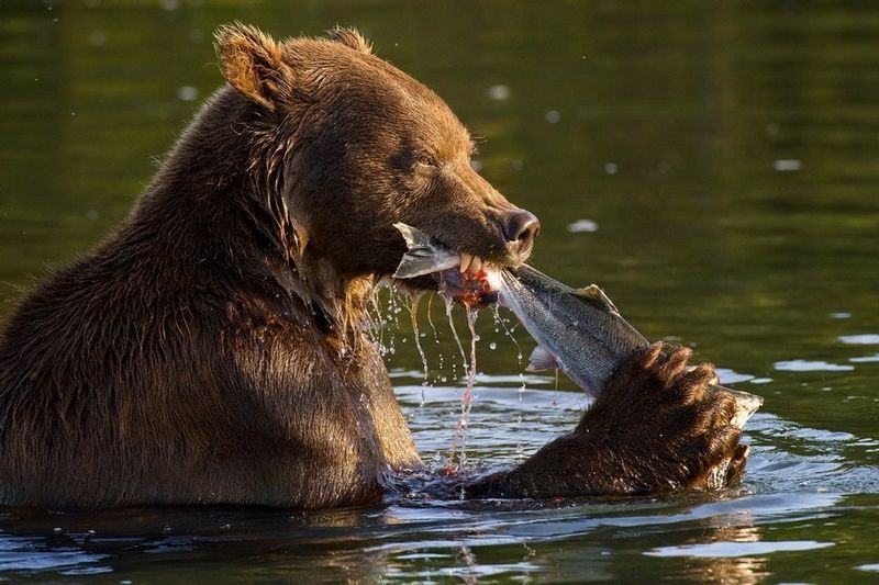 bearsinkamchatka3429