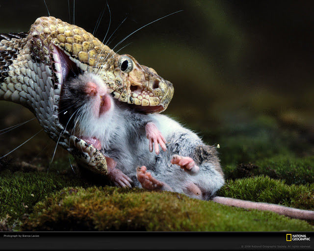 sanke eating mouse national geographic