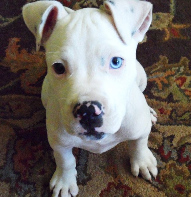 Adorable-Pit-Bull-Puppy-9