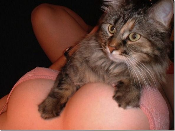 Titty-Kitties-Banned-In-Hollywood-03_thumb[1]