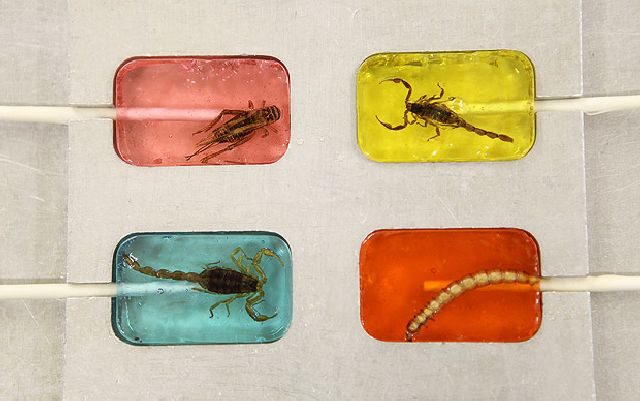 insect_candy_07