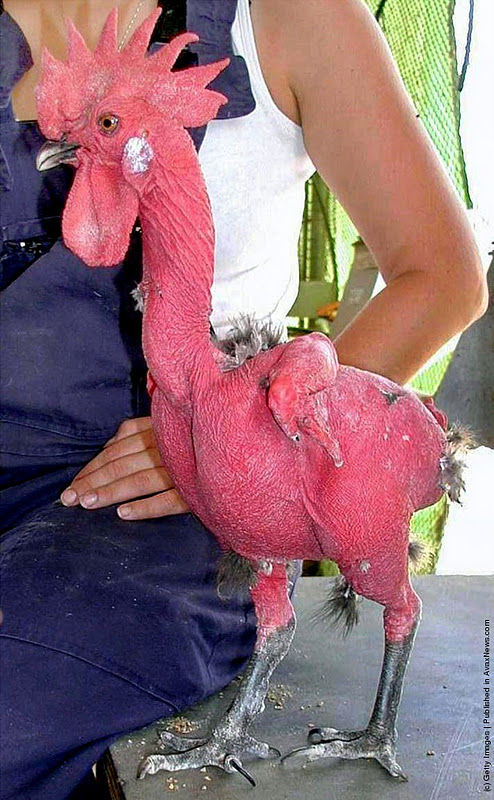 naked-chicken-3[1]