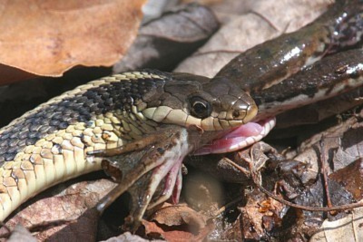 1877898-garter-snake-eating-a-green-frog