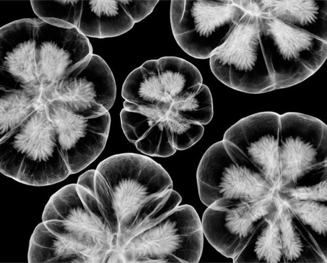 amazing_xray_artwork_640_35