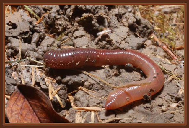 australian_giant_earthworm_640_08