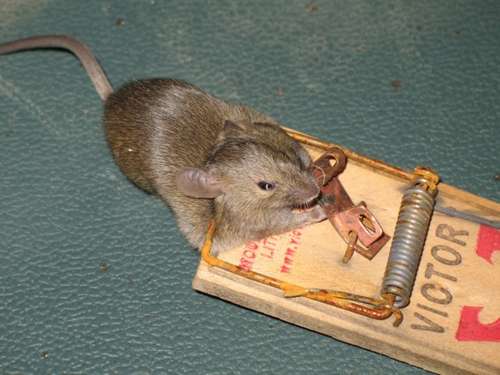 How-to-trap-a-mouse