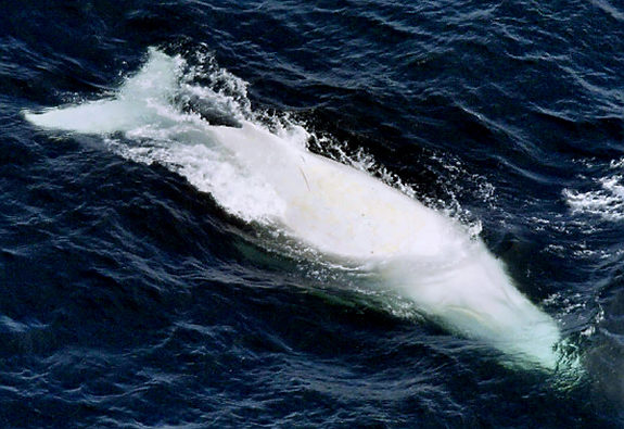 gal_albino_whale_01