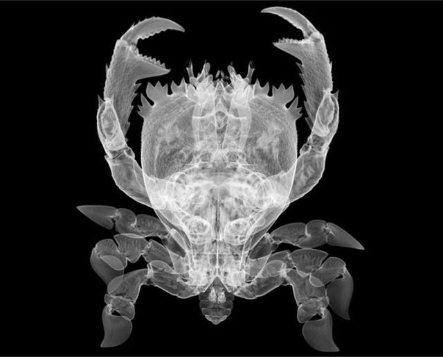 amazing_xray_artwork_640_15