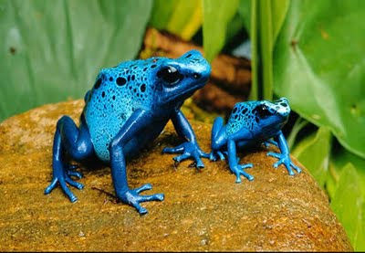 most-unique-frogs-in-the-world-toxic-frog