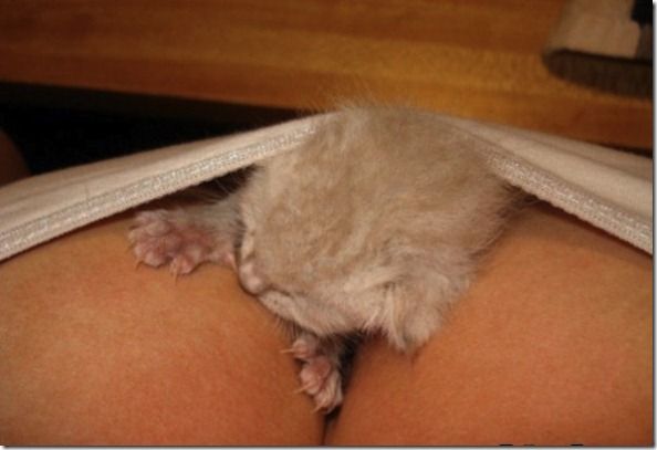 Titty-Kitties-Banned-In-Hollywood-09_thumb[1]