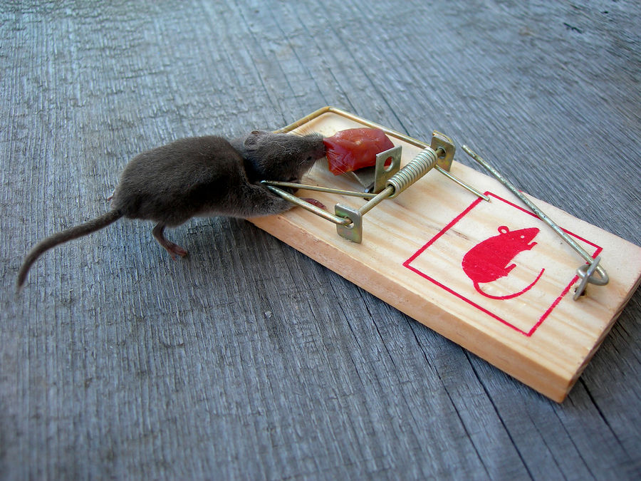 bigstockphoto_Dead_Mouse_In_A_Trap_2484563