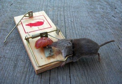 2252067-dead-mouse-is-caught-by-a-trap-with-sausage