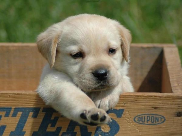 Cute-puppy