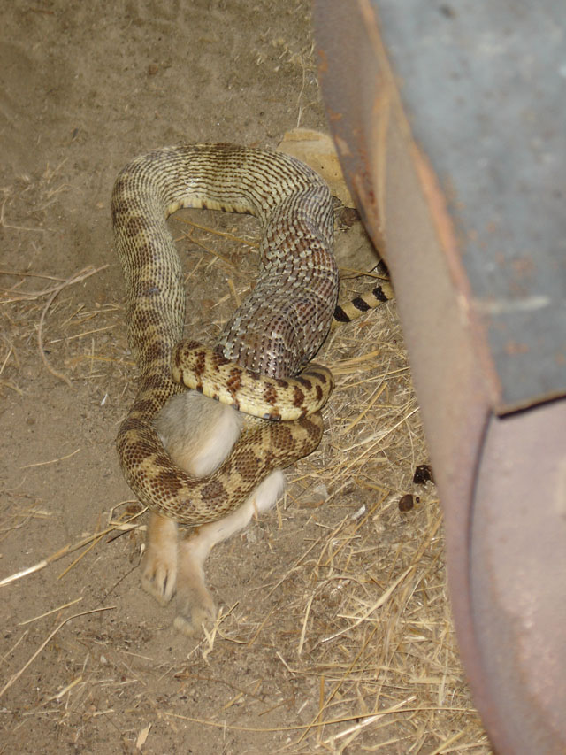Snake eating rabbit