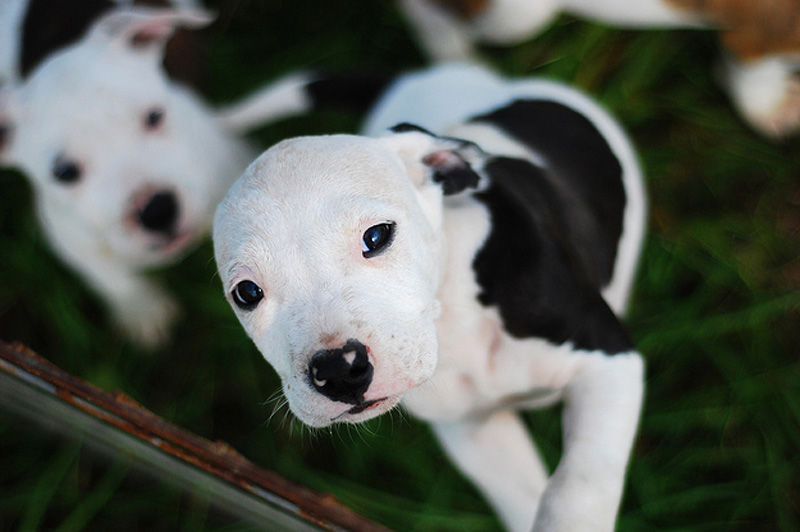 Adorable-Pit-Bull-Puppy-12