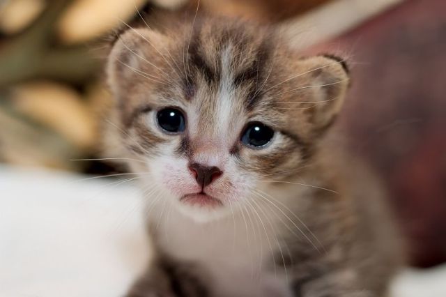 awww_adorable_kittens_640_37
