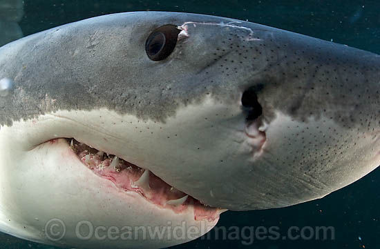 great-white-shark-38M2659-24