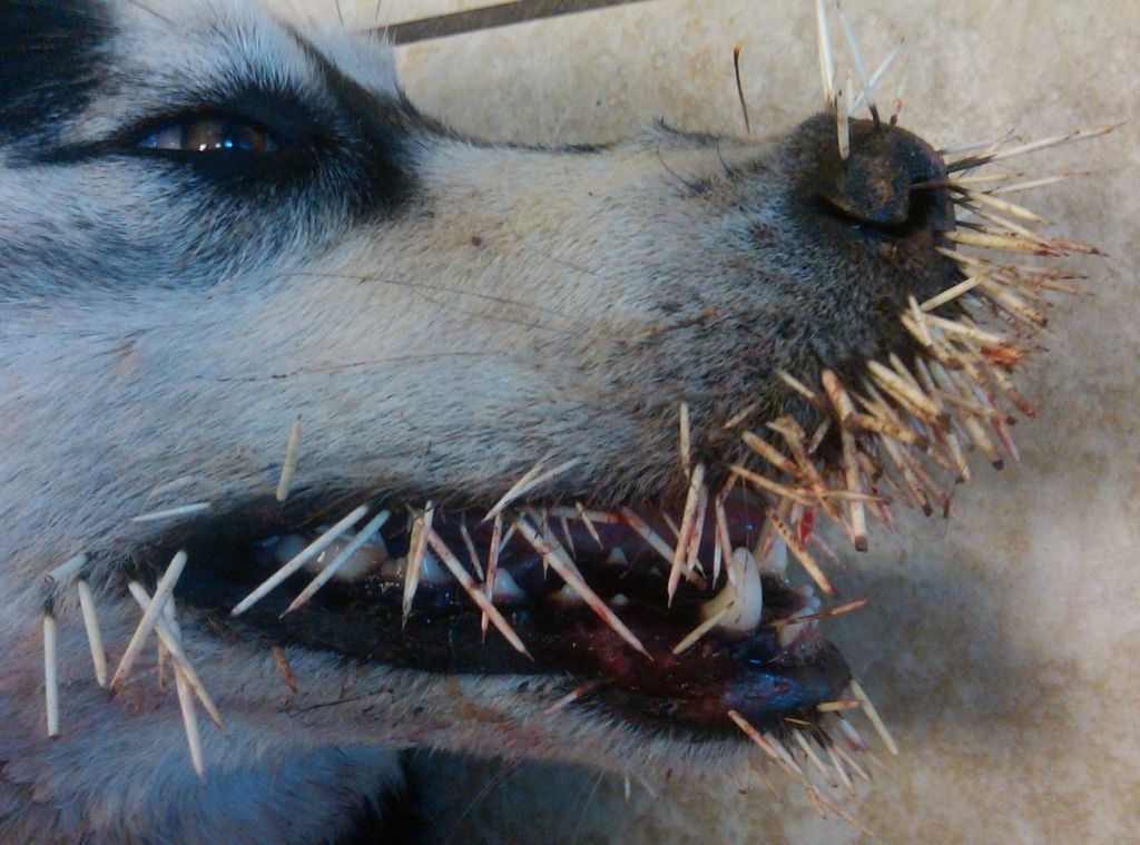dog_vs_porcupine_02