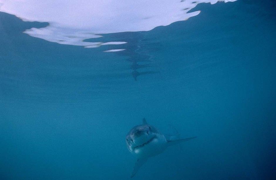 port-babyshark17-940x628