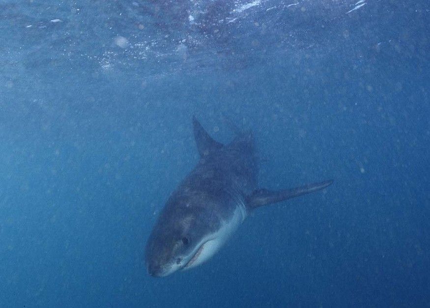 port-babyshark7-940x628