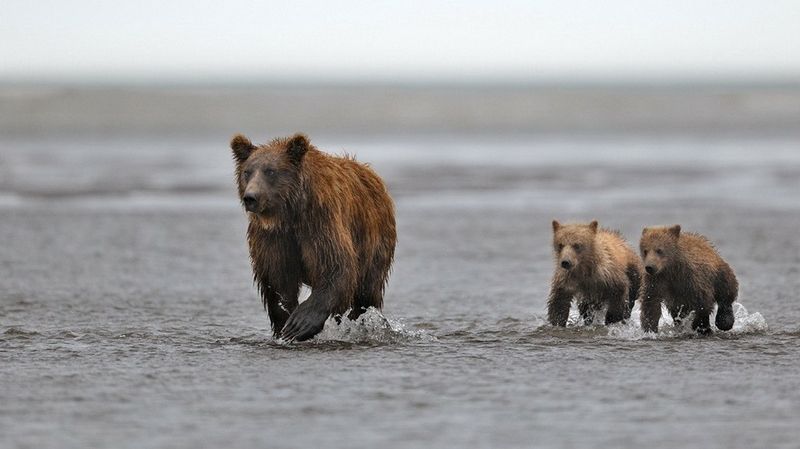 bearsinkamchatka3413