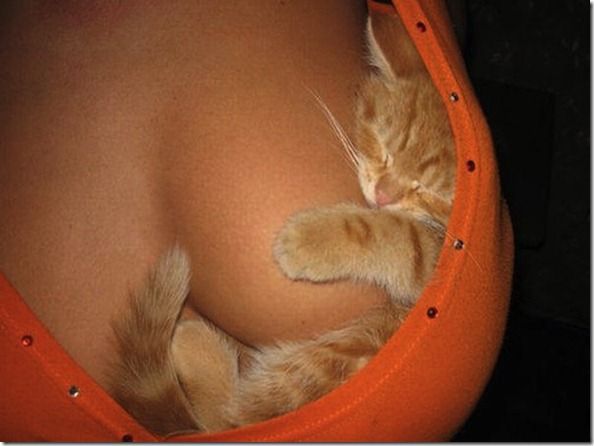 Titty-Kitties-Banned-In-Hollywood-07_thumb[1]