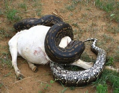 anaconda snake eating goat Wallpapers