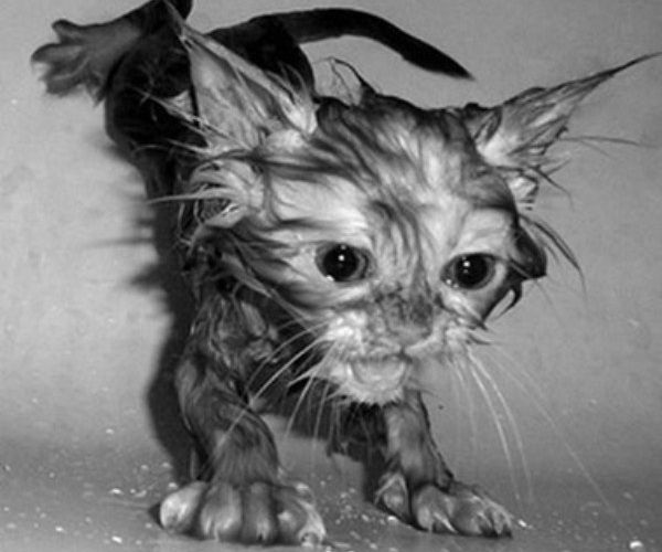 unfortunatebathing_cats_1