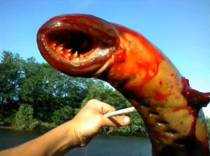 FzdZYt1qyAlUECc1361138824_1361138829