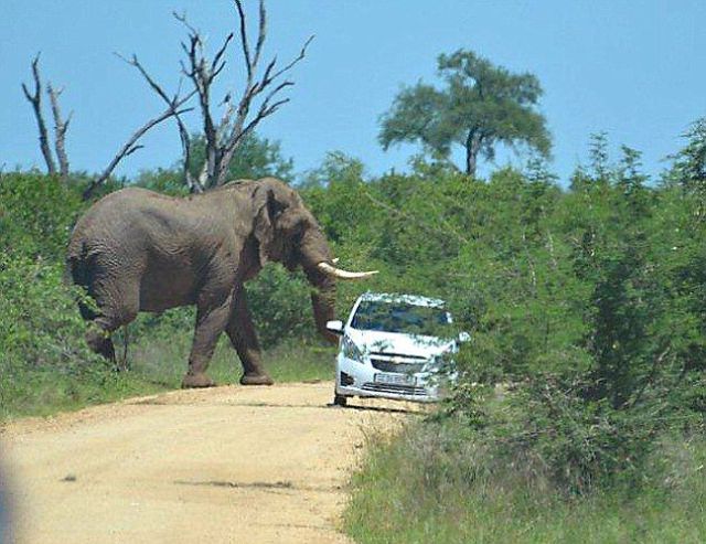 it_seems_that_this_elephant_doesnt_like_cars_640_03