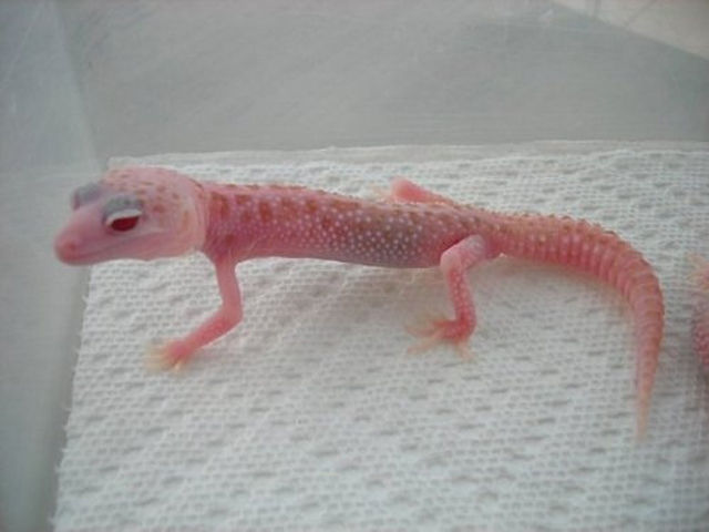 great_pictures_of_albino_animals_640_27