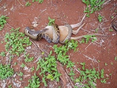 Snake Eating a Kangaroo 03