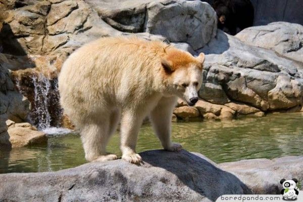 Albino-Animals-Bear-600x400